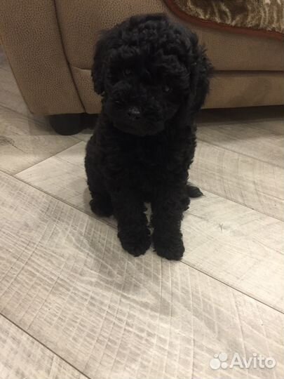 Щенок малый пудель