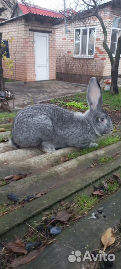 Кролик самец