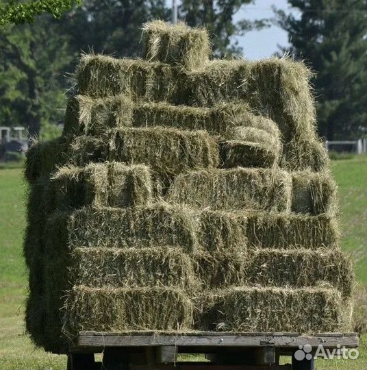 Сено в квадратных тюках
