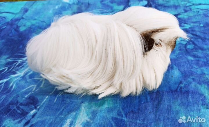 Морская свинка красавчик Олаф