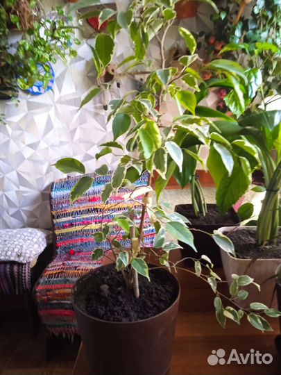 Бенджамина