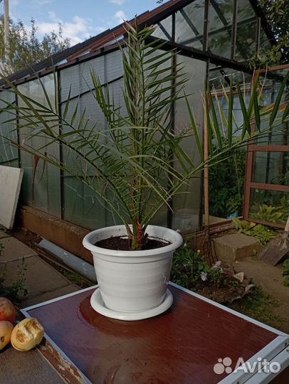 Финиковая пальма