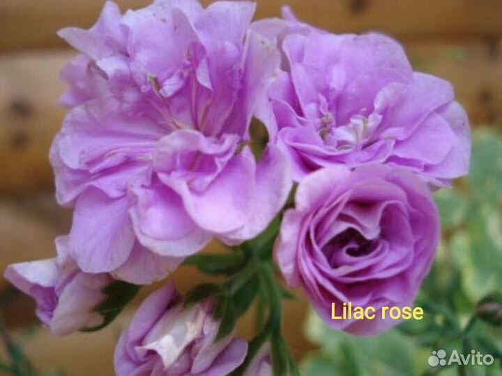 Герань пеларгония