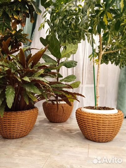 Кашпо горшок для цветов