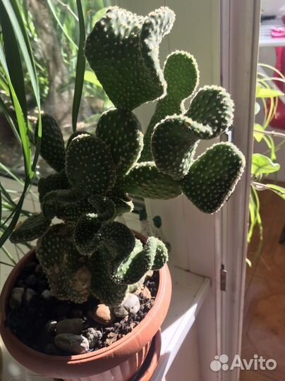 Кактус опунция, отросток