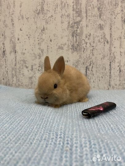 Карликовый кролик минор