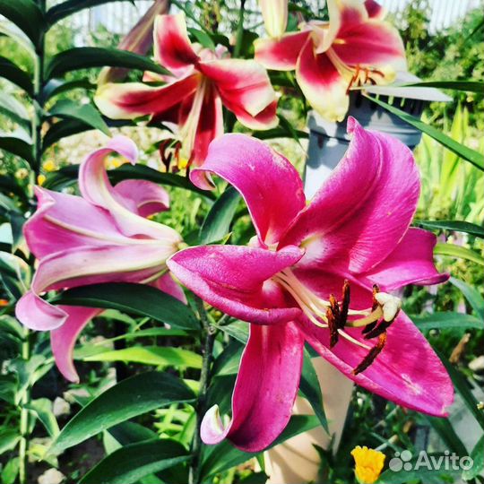 Лилии отгибриды