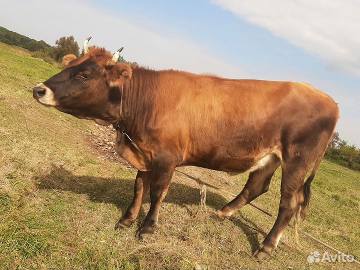 Джерсийская Телка Корова Возраст 1.6 года