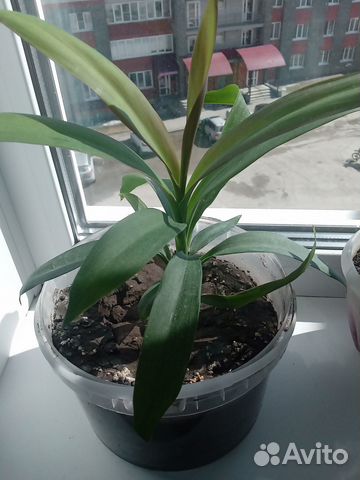 Пальма Юкка