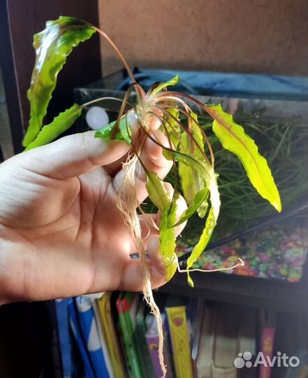 Аквариумные растюшки