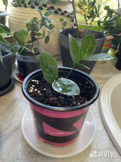 Замиокулькас