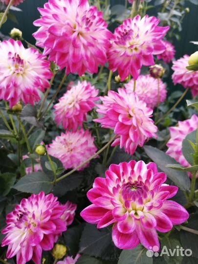 Георгины, купена, ромашка, хосты