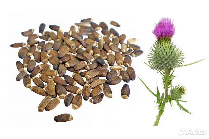 Расторопша семена