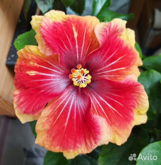 Гибискусы сортовые