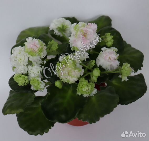 Фиалка (листы)