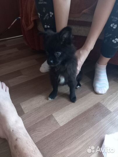 Продам щенка