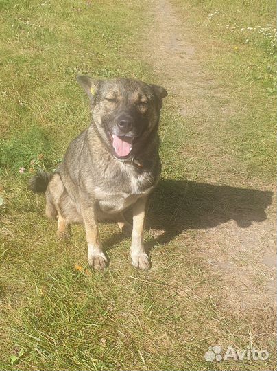 Ласковая собака улыбака