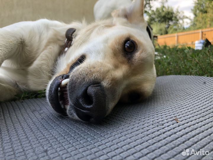 Передержка животных