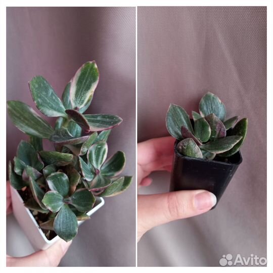 Суккуленты 2