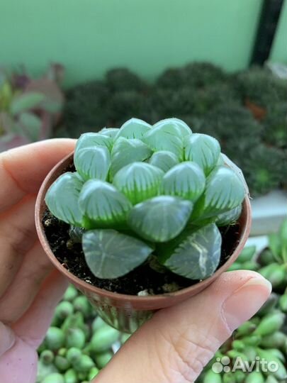 Продаю суккуленты