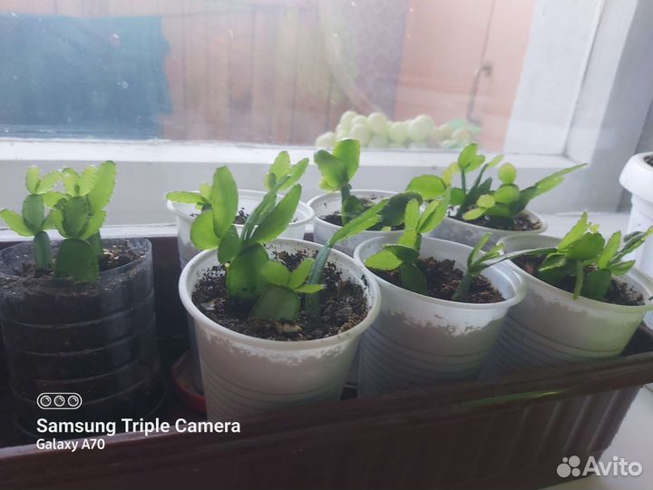 Детки декабриста Kris Kringle