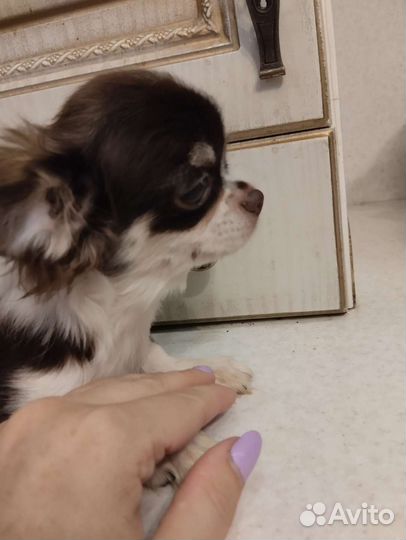 Девочка Чихуахуа