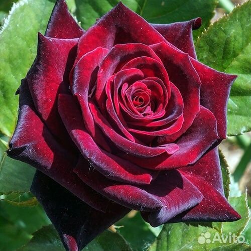 Роза Зоммергольд, Индиголетта, Флорентина