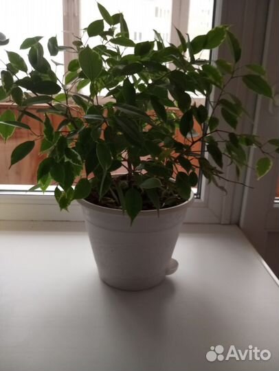 Бенджамина