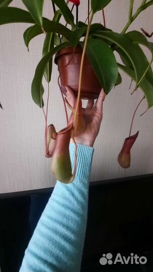 Мухоловка Непентес