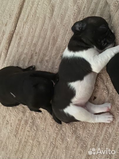 Французский бульдог щенки