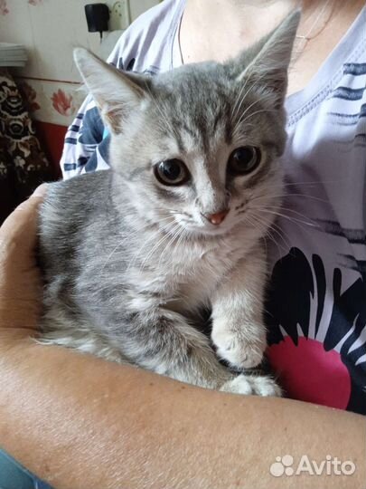 Кошки в добрые руки бесплатно