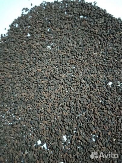 Семена фацелии