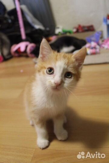 Рыжий котенок в добрые руки