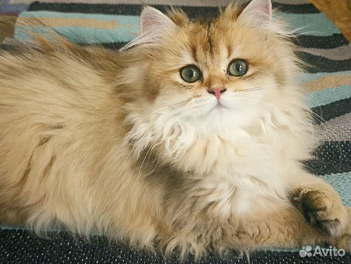 Британская золотая шиншилла