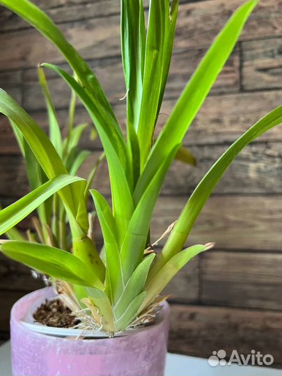 Орхидея Мильтония Sunset