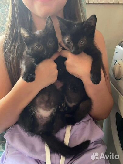Котята в дар бесплатно