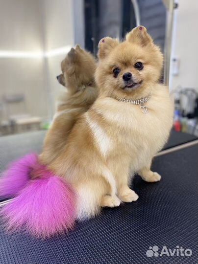 Стрижка собак, кошек