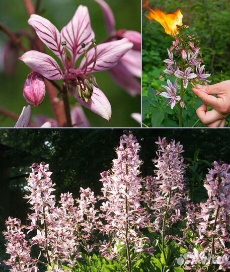 Ясенец (купина неопалимая)