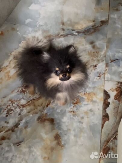 Шпиц мини невероятной красоты кукла ч/п (мальчик )