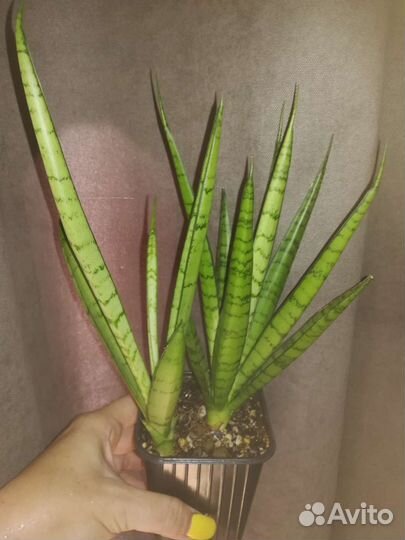 Сансевиерии сортовые