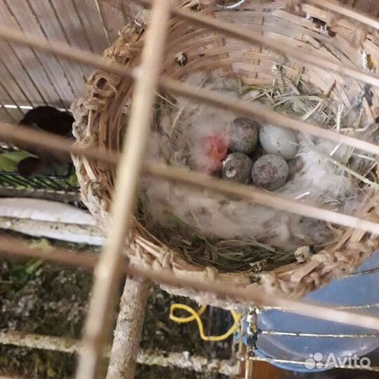 Кенор поющий, 7 мес, 4,5 т.р