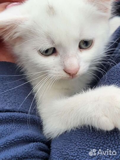 Маленькая кошечка