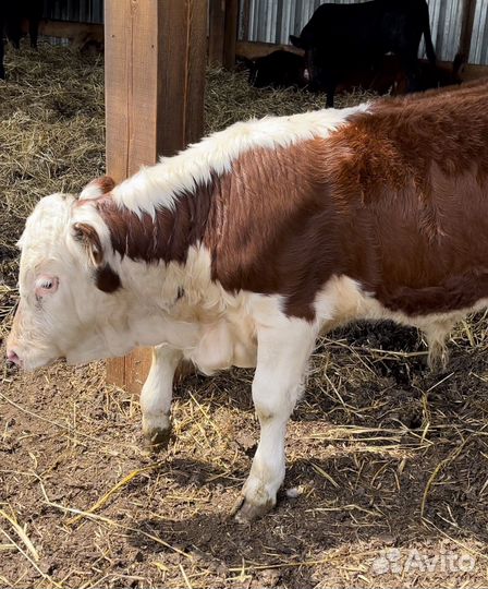 Бычки и телята герефорды