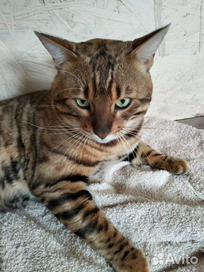 Бенгальский кот
