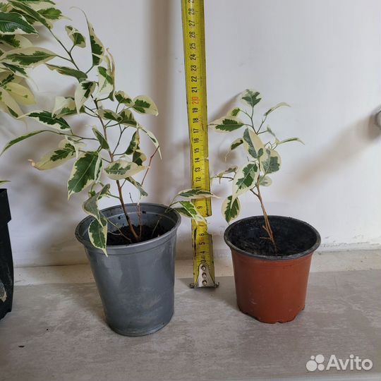 Фикус бенджамина пестролистный