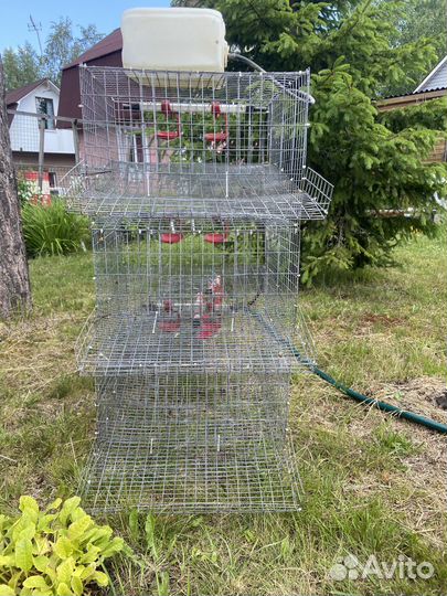 Клетки для кур