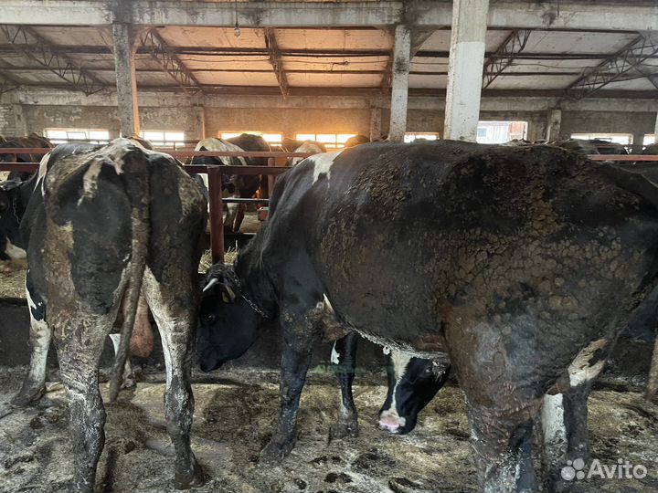 Быки на мясо