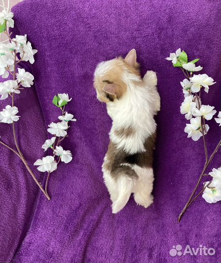 Мерле йорк белый голубоглазый мальчик