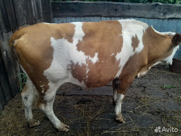 Крс на мясо