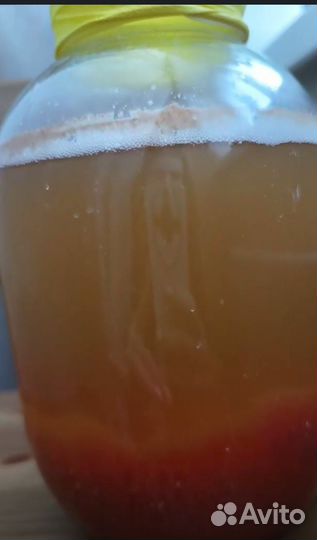 Винный гриб